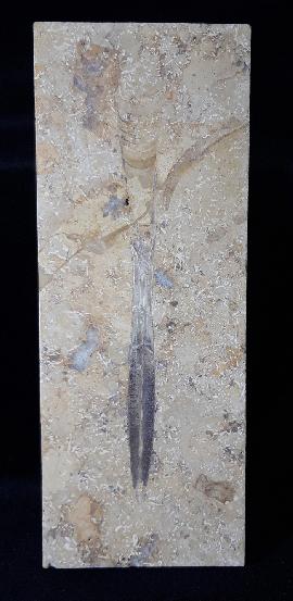 Solnhofen - Treuchtlingen - Hibolithes sp. (MONTFORT 1808)